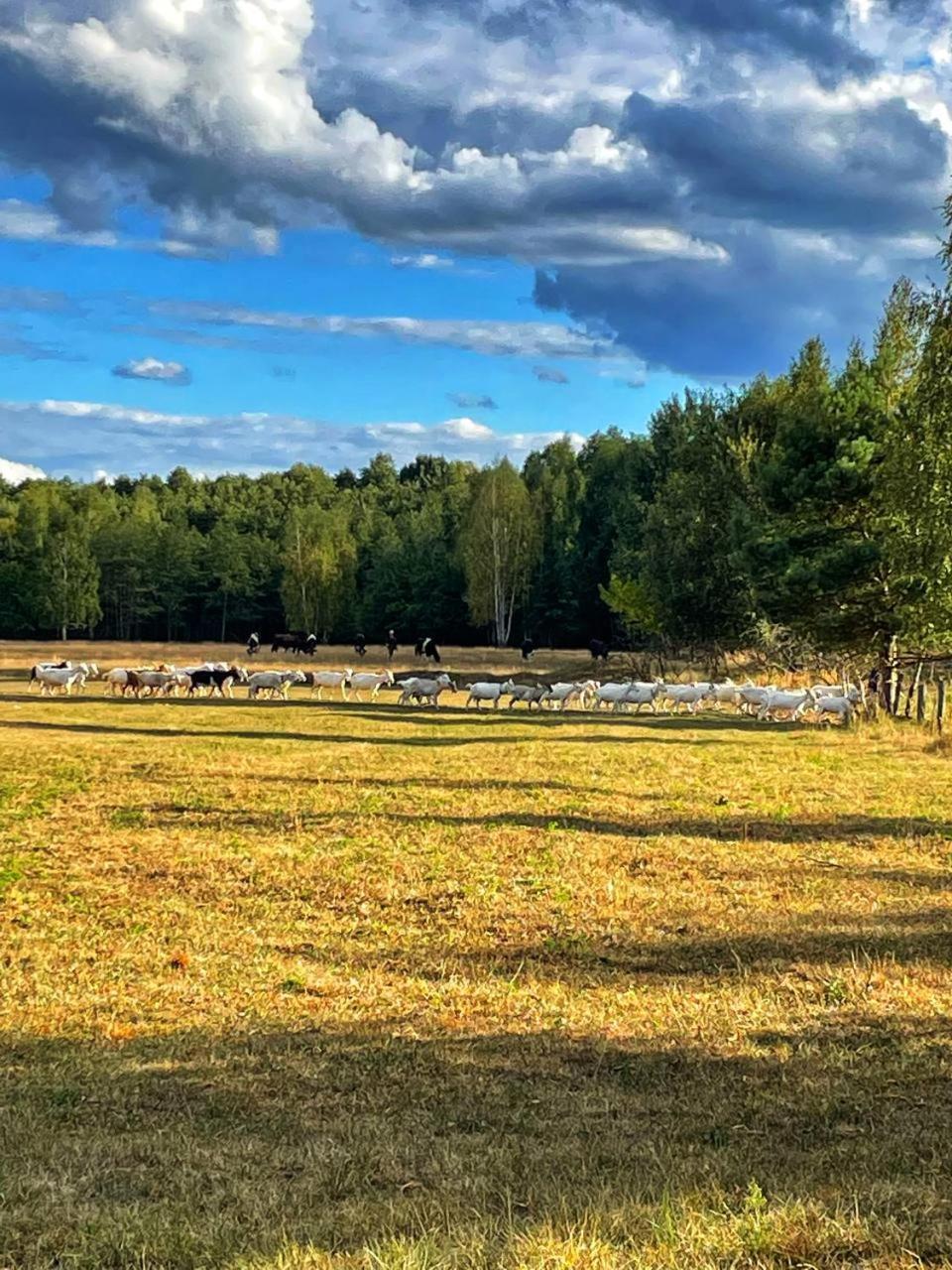 Садиба Бабина Лоза Lisove  Eksteriør bilde